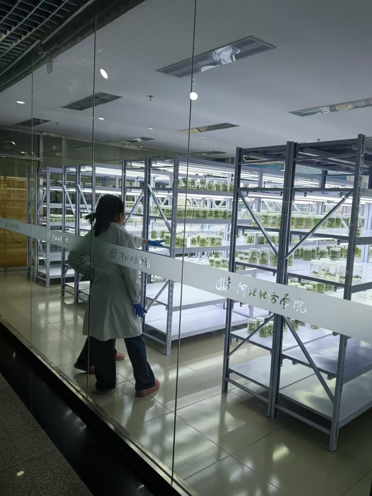 磁县植物组培室设计的基本布局有哪些？