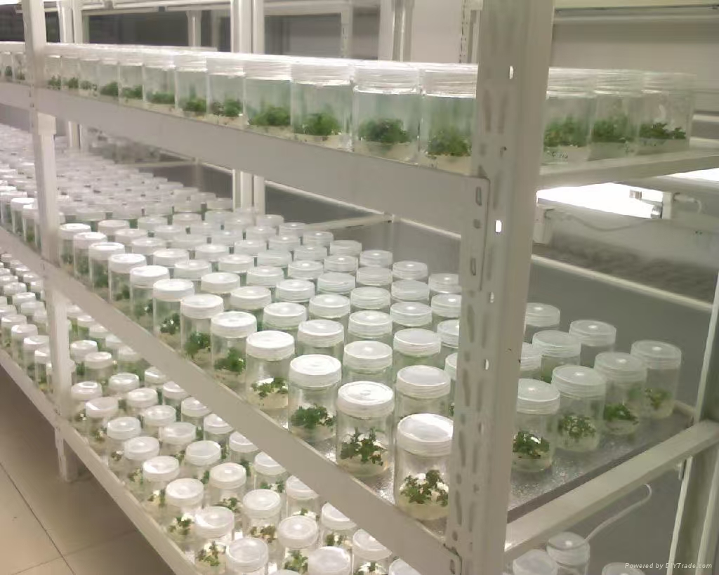 磁县组培实验室应该如何布局